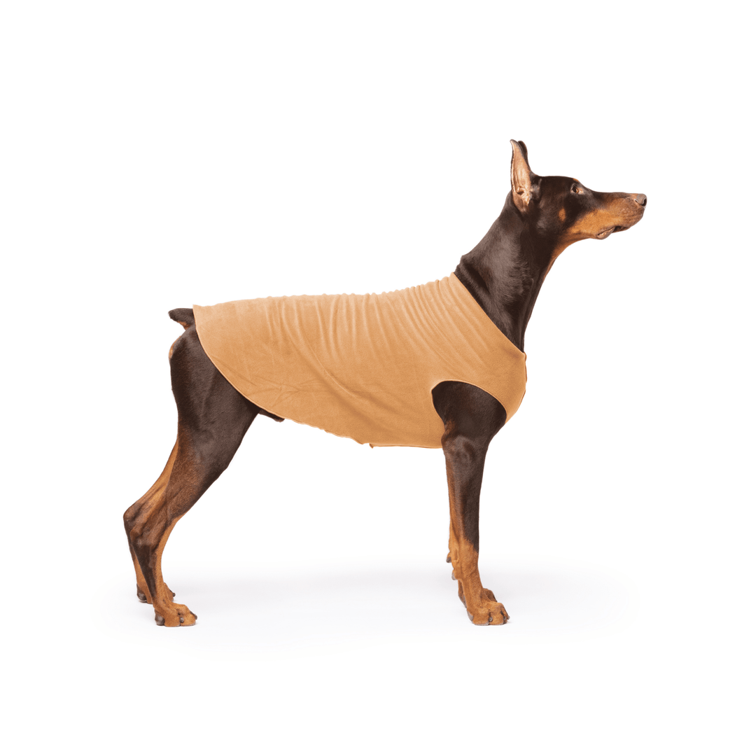 Doberman is standing wearing a Chipmunk brown Stretch Fleece in front of a white background