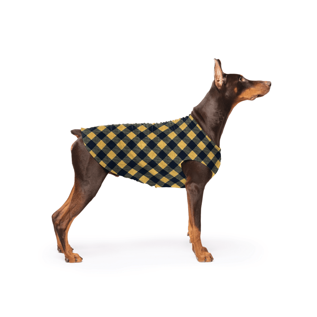 Doberman is standing wearing a Gold and black Buffalo Check Stretch Fleece in front of a white background