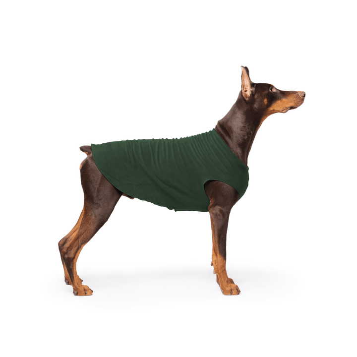 Doberman is standing wearing a Hunter Green Stretch Fleece in front of a white background