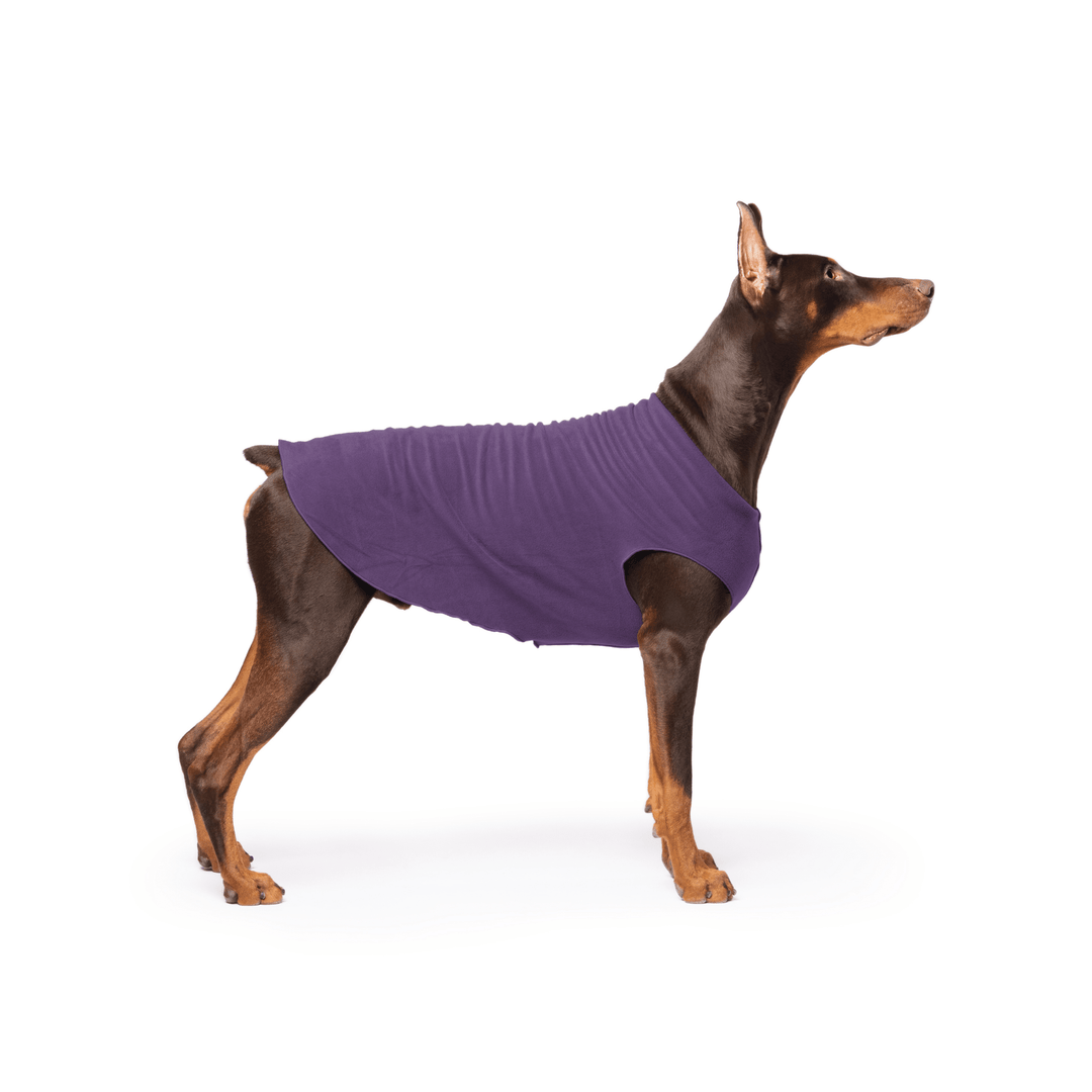 Doberman is standing wearing a Huckleberry purple Stretch Fleece in front of a white background