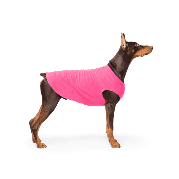 Doberman is standing wearing a Hot Pink Stretch Fleece in front of a white background