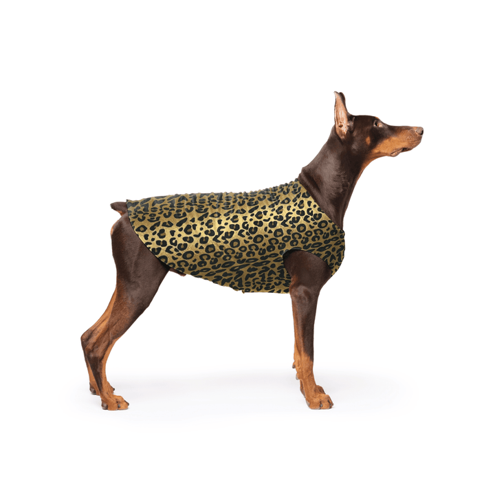 Doberman is standing wearing a Leopard print Stretch Fleece in front of a white background