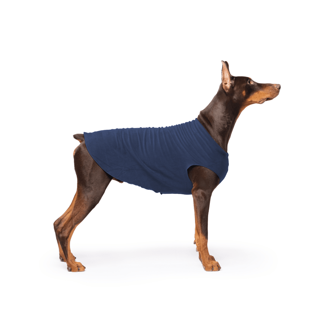 Doberman is standing wearing a Navy Stretch Fleece in front of a white background