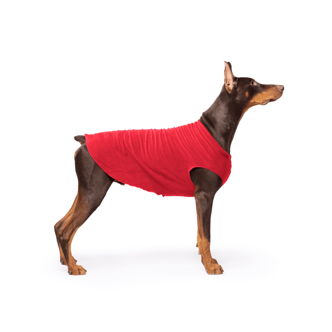 Doberman is standing wearing a Red Stretch Fleece in front of a white background