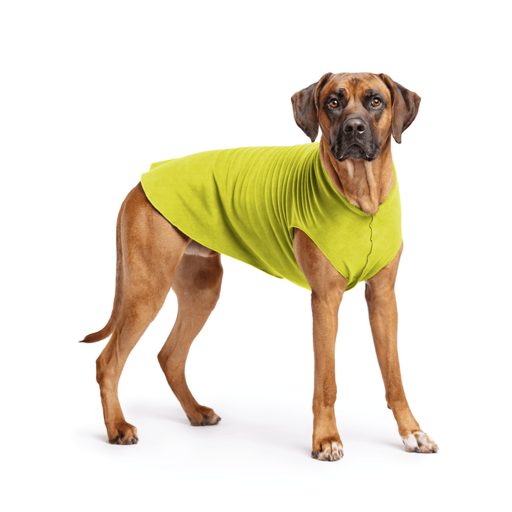 Rhodesian Ridgeback is standing wearing an Avocado green Stretch Fleece in front of a white background
