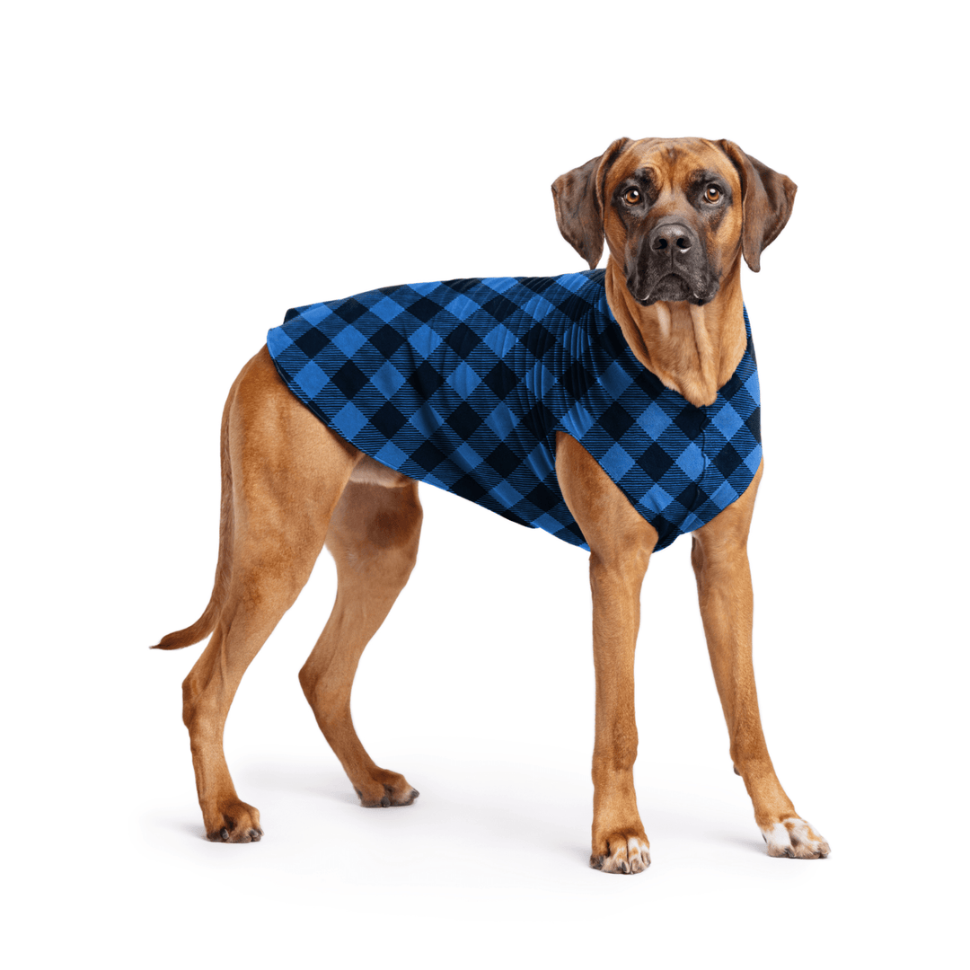Rhodesian Ridgeback is standing wearing a Cobalt and black Buffalo Check Stretch Fleece in front of a white background