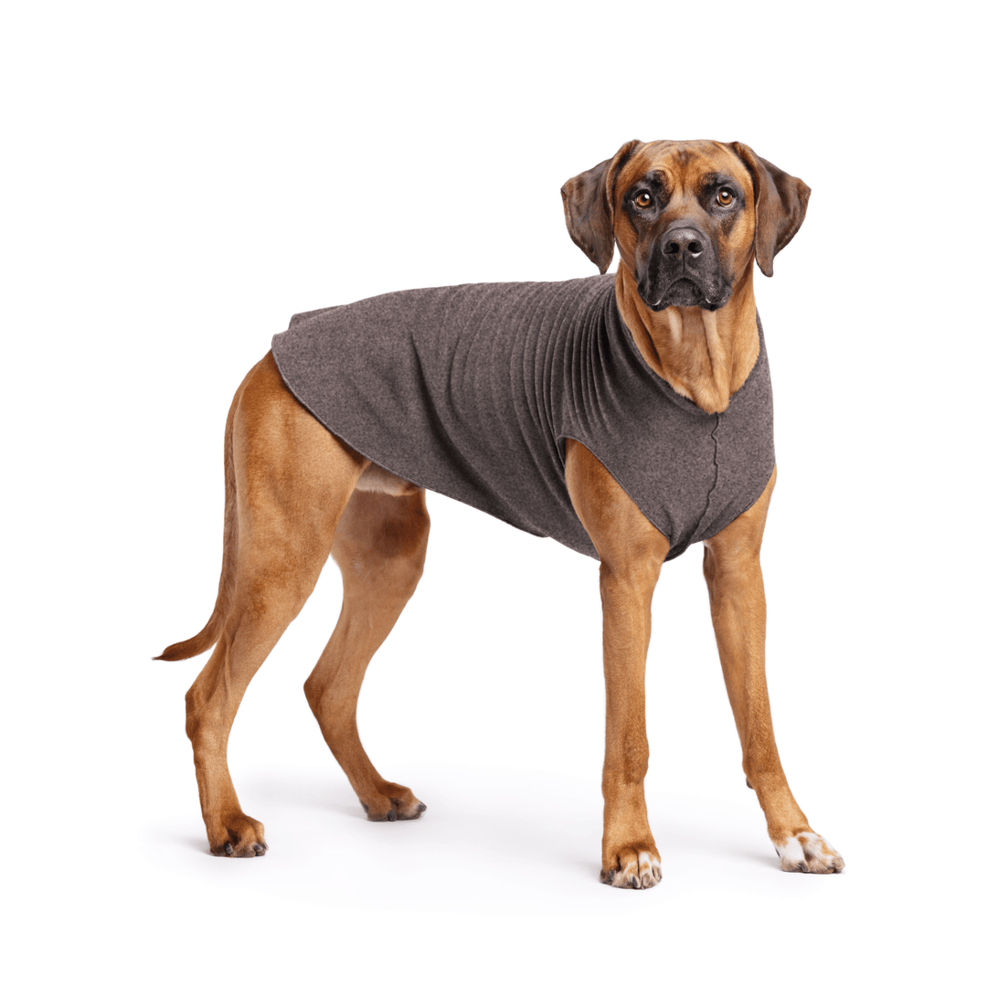 Rhodesian Ridgeback is standing wearing a Charcoal Stretch Fleece in front of a white background