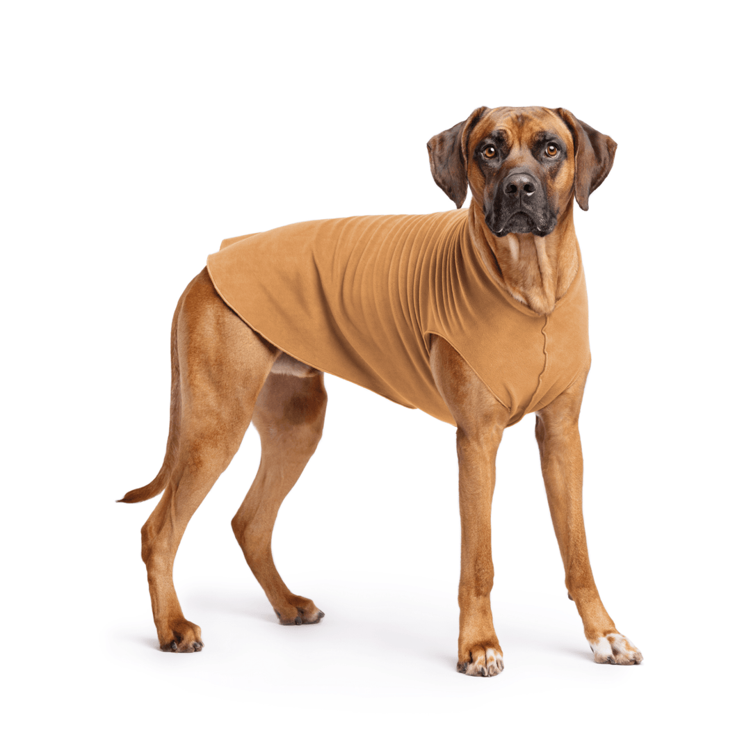 Rhodesian Ridgeback is standing wearing a Chipmunk brown Stretch Fleece in front of a white background
