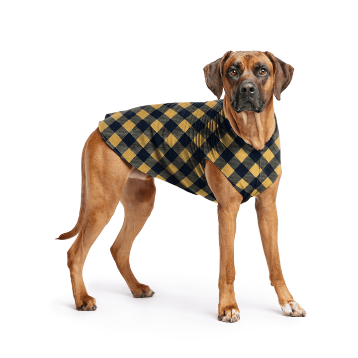 Rhodesian Ridgeback is standing wearing a Gold and black Buffalo Check Stretch Fleece in front of a white background