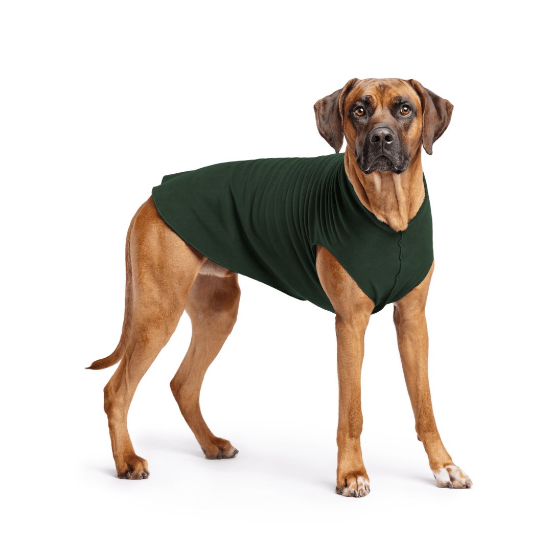 Rhodesian Ridgeback is standing wearing a Hunter Green Stretch Fleece in front of a white background