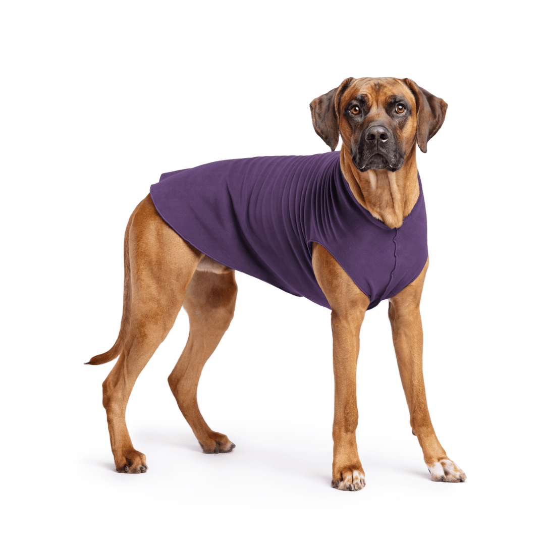 Rhodesian Ridgeback is standing wearing a Huckleberry purple Stretch Fleece in front of a white background