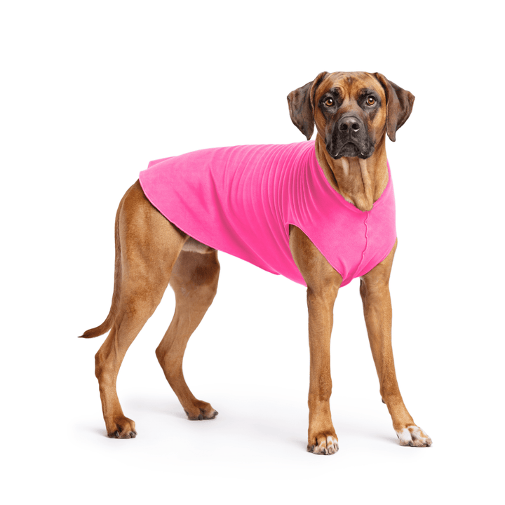 Rhodesian Ridgeback is standing wearing a Hot Pink Stretch Fleece in front of a white background