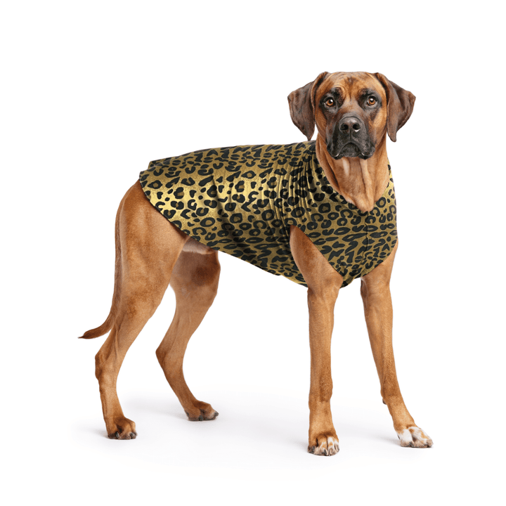 Rhodesian Ridgeback is standing wearing a Leopard print Stretch Fleece in front of a white background