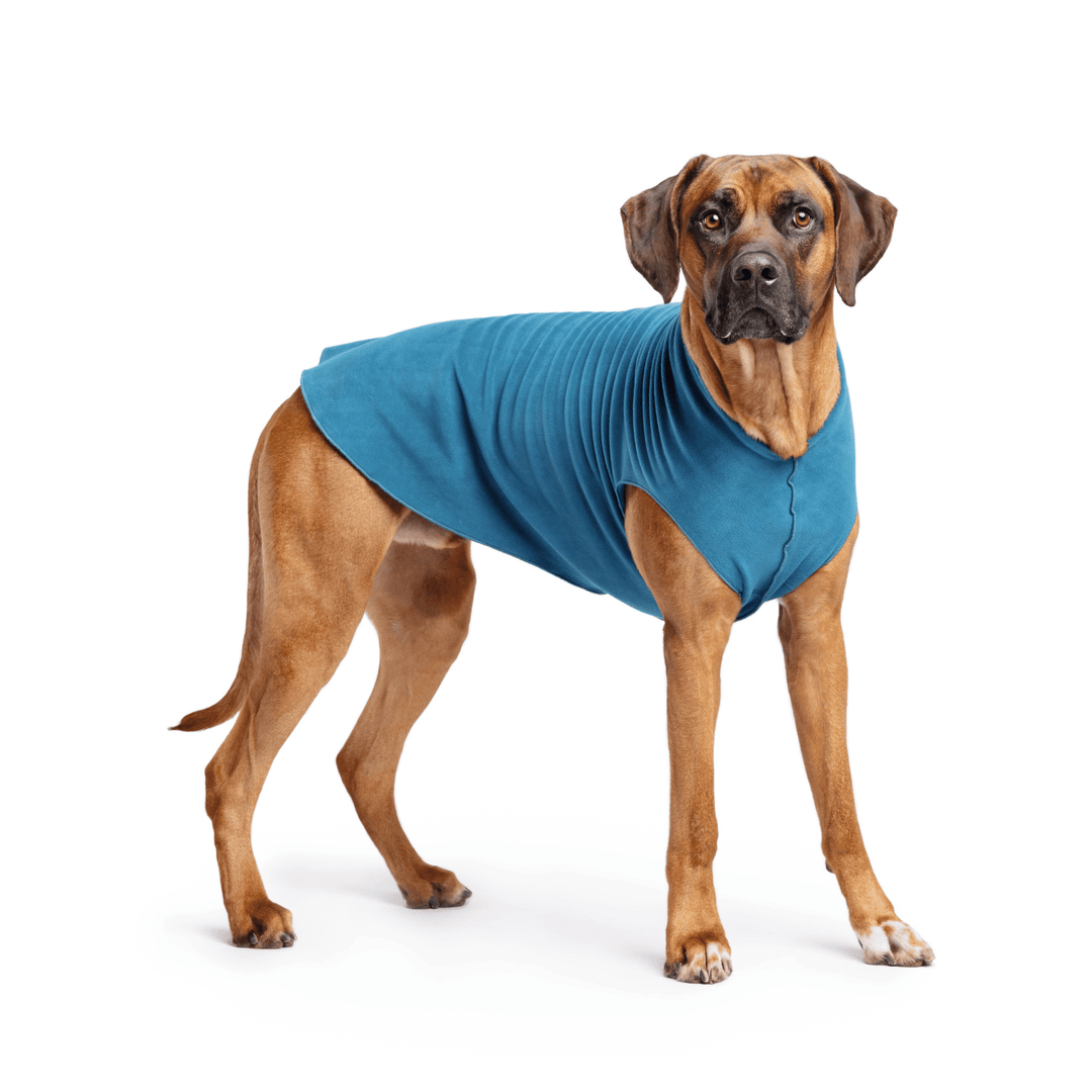 Rhodesian Ridgeback is standing wearing a Marine blue Stretch Fleece in front of a white background
