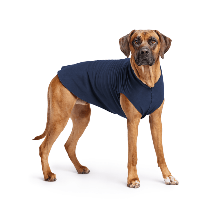 Rhodesian Ridgeback is standing wearing a Navy Stretch Fleece in front of a white background