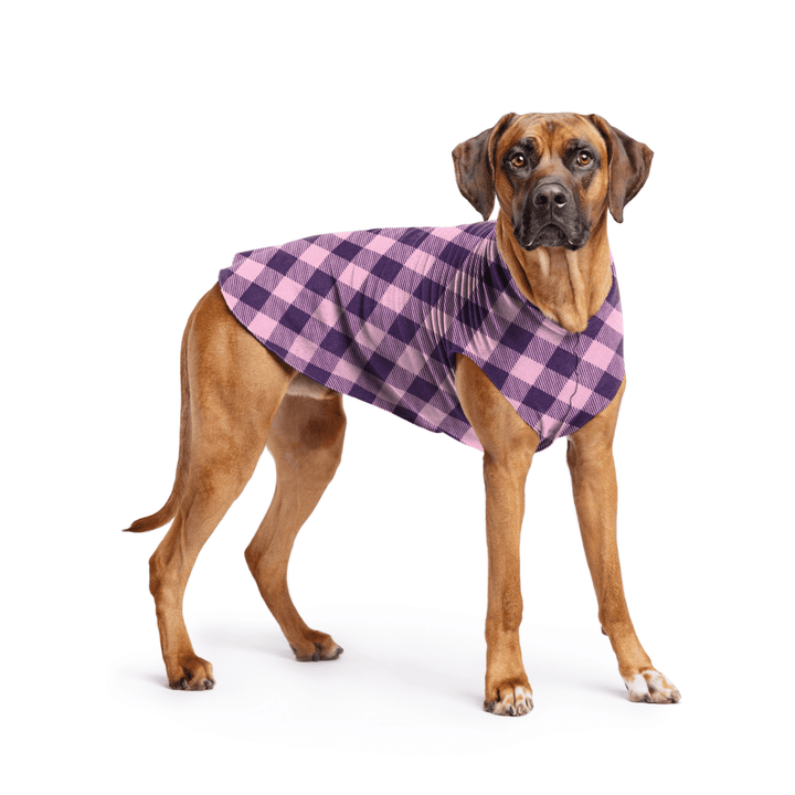 Rhodesian Ridgeback is standing wearing a Rose Buffalo Check Stretch Fleece in front of a white background
