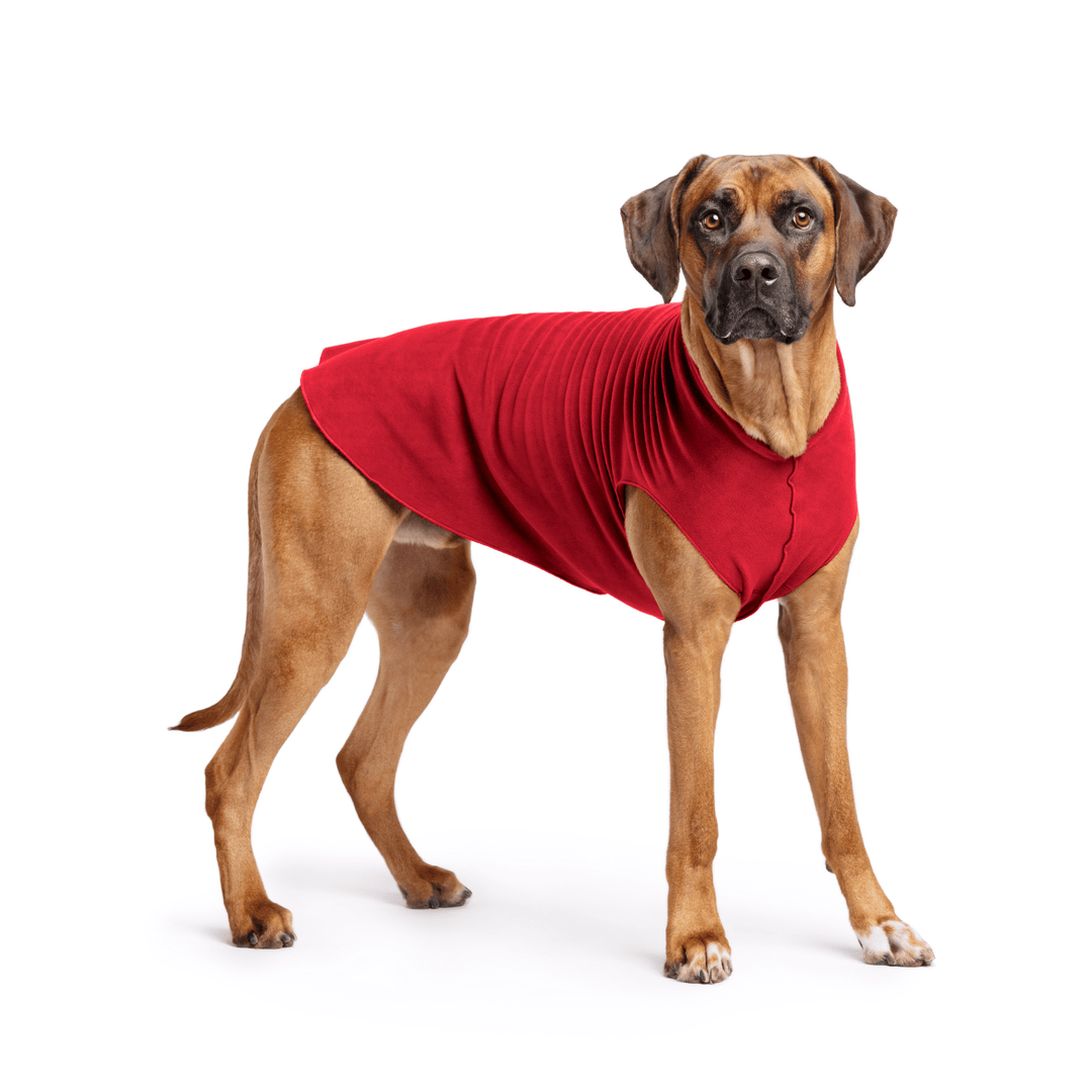 Rhodesian Ridgeback is standing wearing a Red Stretch Fleece in front of a white background