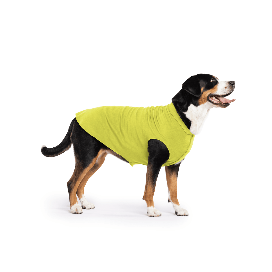 Greater Swiss Mountain Dog is standing wearing an Avocado green Stretch Fleece in front of a white background