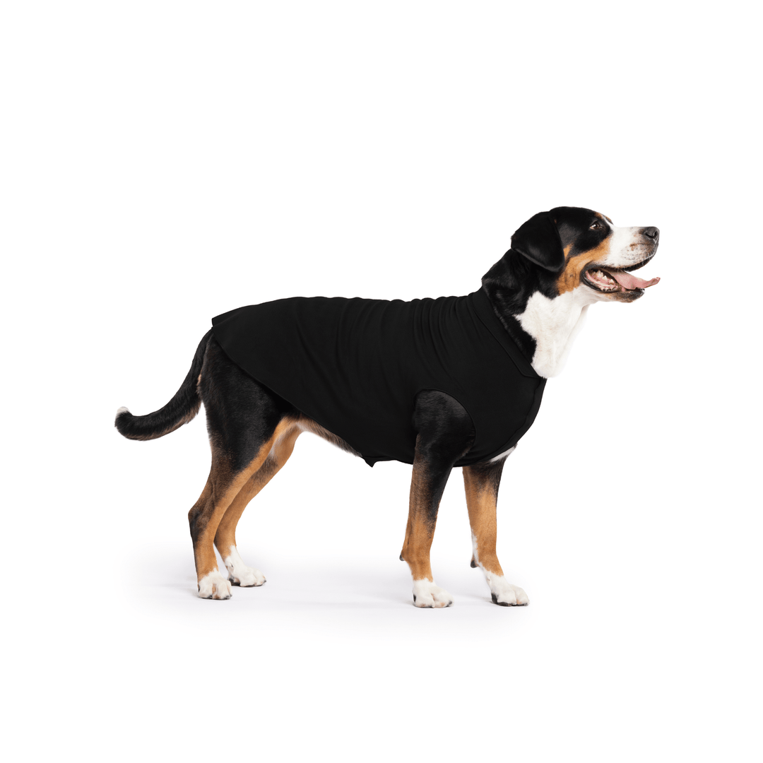 Greater Swiss Mountain Dog is standing wearing a Black Stretch Fleece in front of a white background