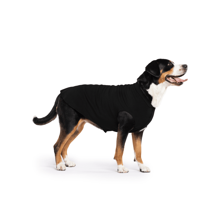 Greater Swiss Mountain Dog is standing wearing a Black Stretch Fleece in front of a white background