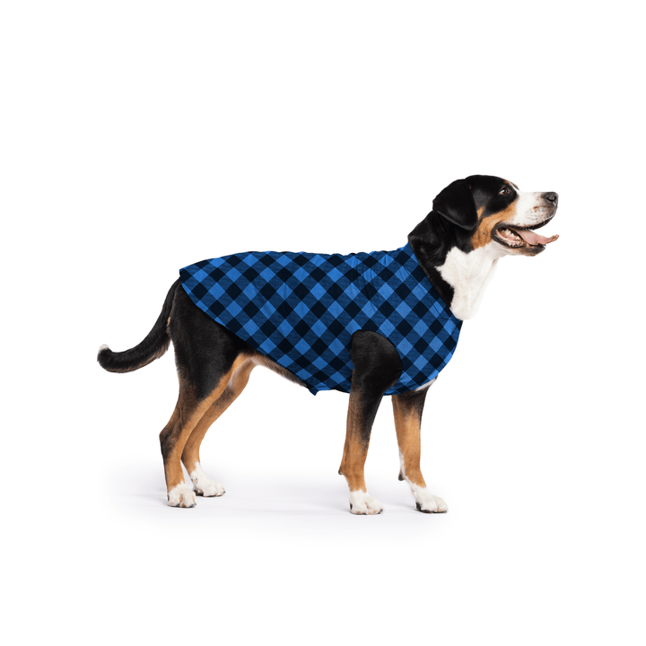 Greater Swiss Mountain Dog is standing wearing a Cobalt and black Buffalo Check Stretch Fleece in front of a white background