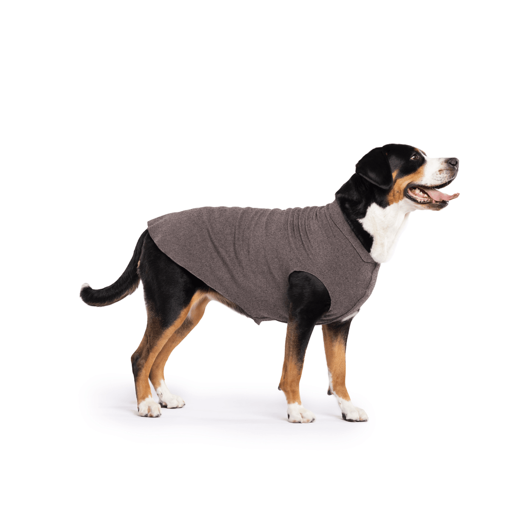Greater Swiss Mountain Dog is standing wearing a Charcoal Stretch Fleece in front of a white background