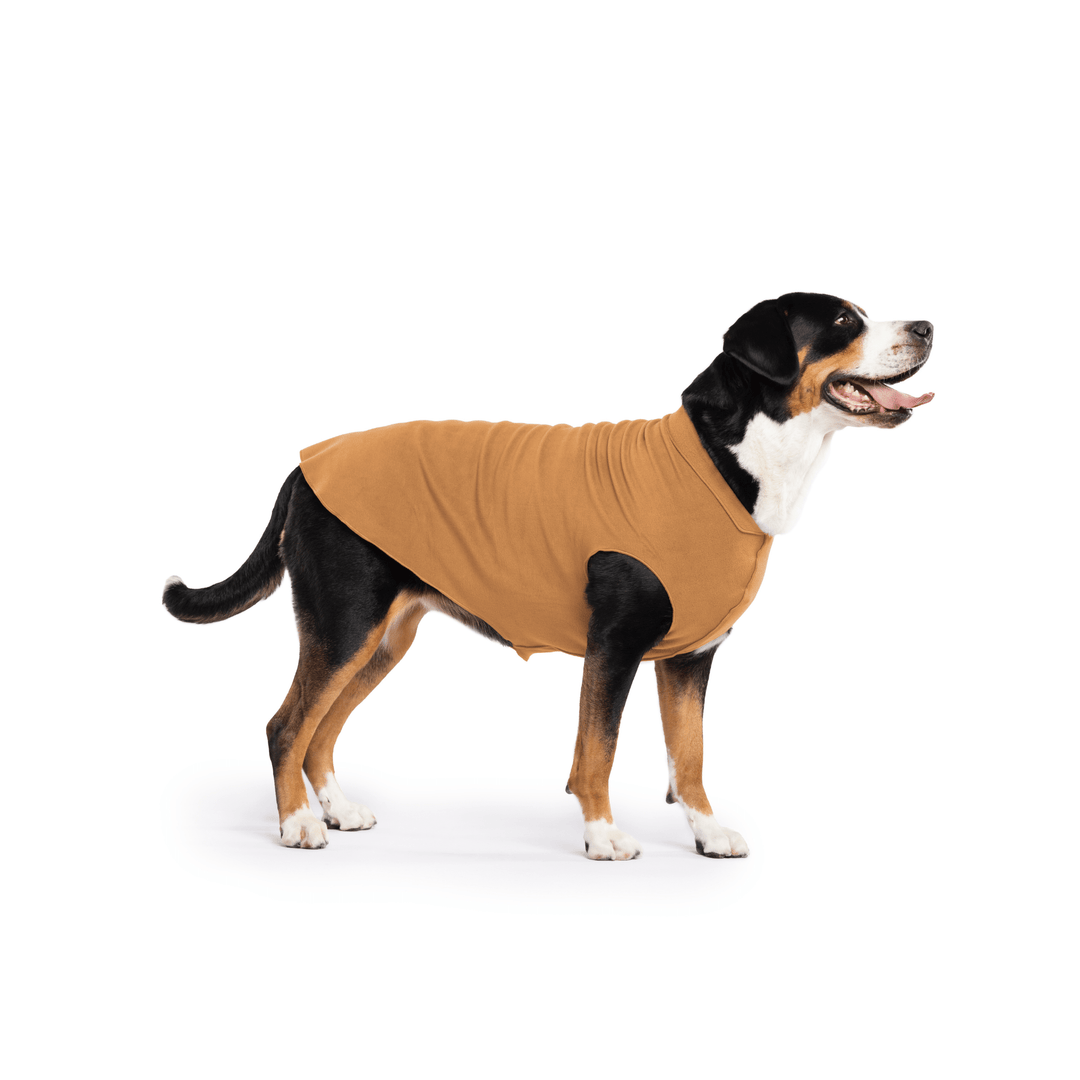 Greater Swiss Mountain Dog is standing wearing a Chipmunk brown Stretch Fleece in front of a white background