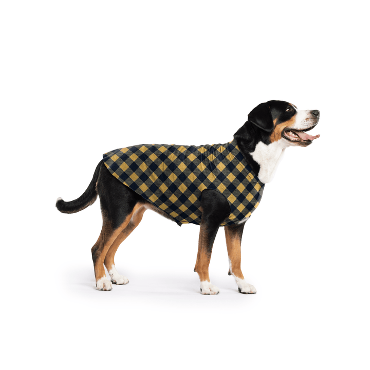 Greater Swiss Mountain Dog is standing wearing a Gold and black Buffalo Check Stretch Fleece in front of a white background