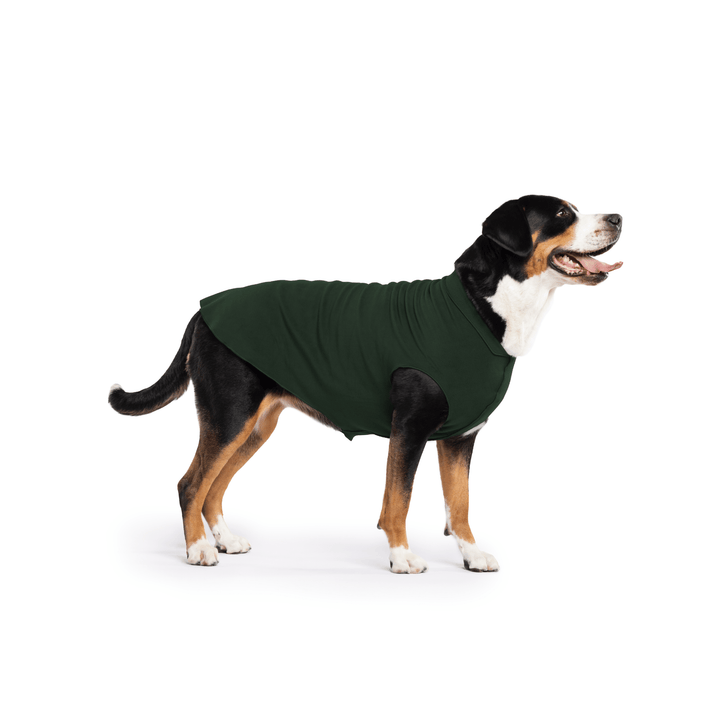 Greater Swiss Mountain Dog is standing wearing a Hunter Green Stretch Fleece in front of a white background