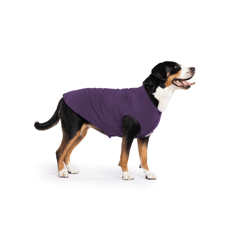 Greater Swiss Mountain Dog is standing wearing a Huckleberry purple Stretch Fleece in front of a white background
