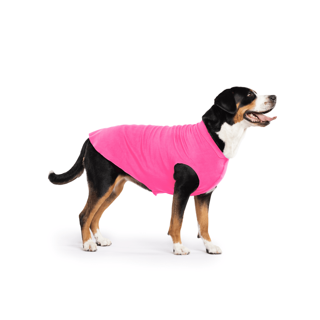 Greater Swiss Mountain Dog is standing wearing a Hot Pink Stretch Fleece in front of a white background
