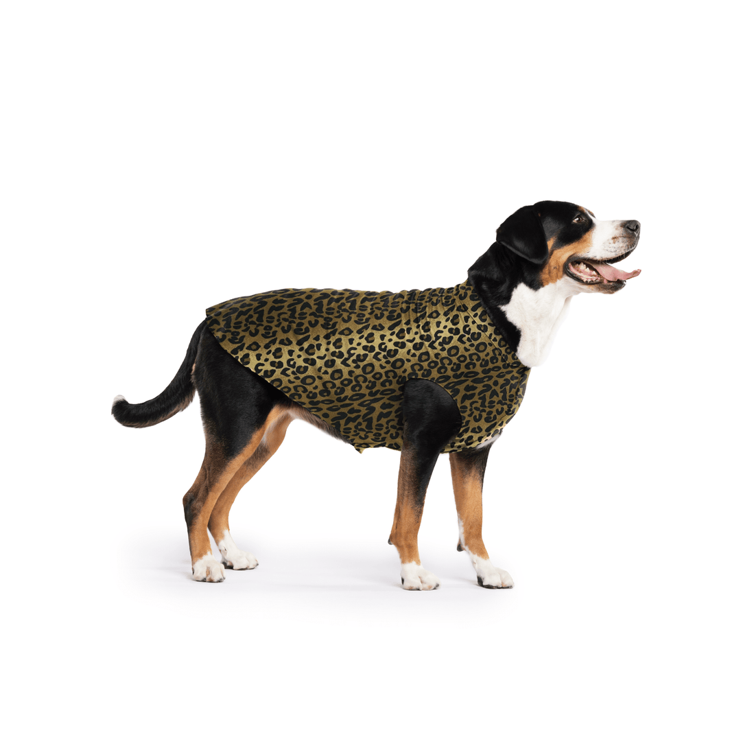 Greater Swiss Mountain Dog is standing wearing a Leopard print Stretch Fleece in front of a white background
