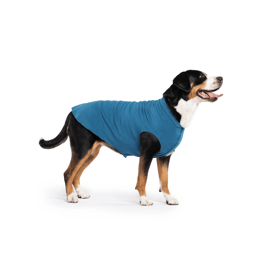 Greater Swiss Mountain Dog is standing wearing a Marine blue Stretch Fleece in front of a white background