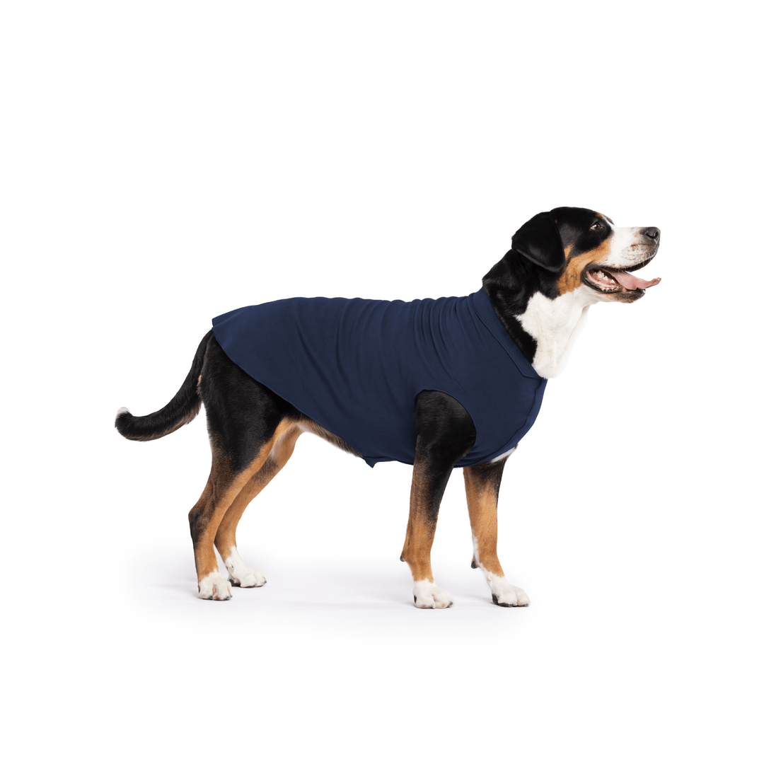 Greater Swiss Mountain Dog is standing wearing a Navy Stretch Fleece in front of a white background