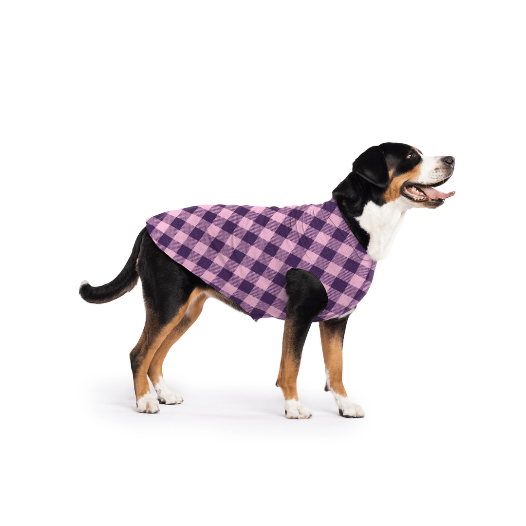 Greater Swiss Mountain Dog is standing wearing a Rose pink and huckleberry purple Buffalo Check Stretch Fleece in front of a white background