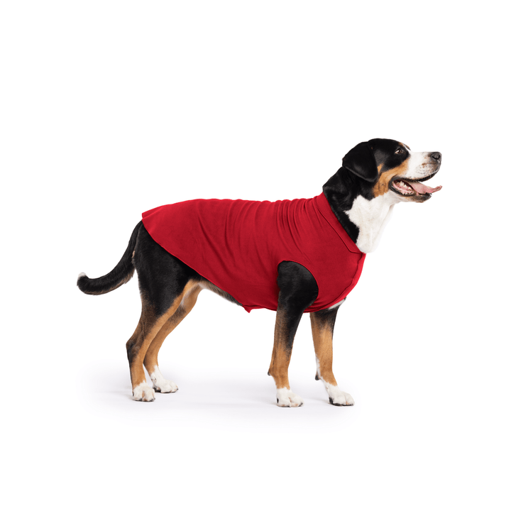 Greater Swiss Mountain Dog is standing wearing a Red Stretch Fleece in front of a white background