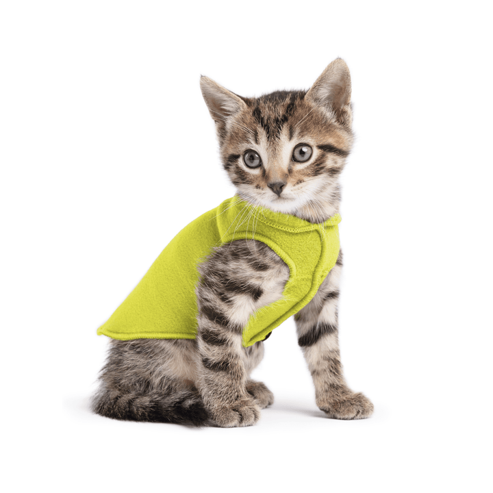 A kitten sitting wearing an avocado green stretch fleece on a white background