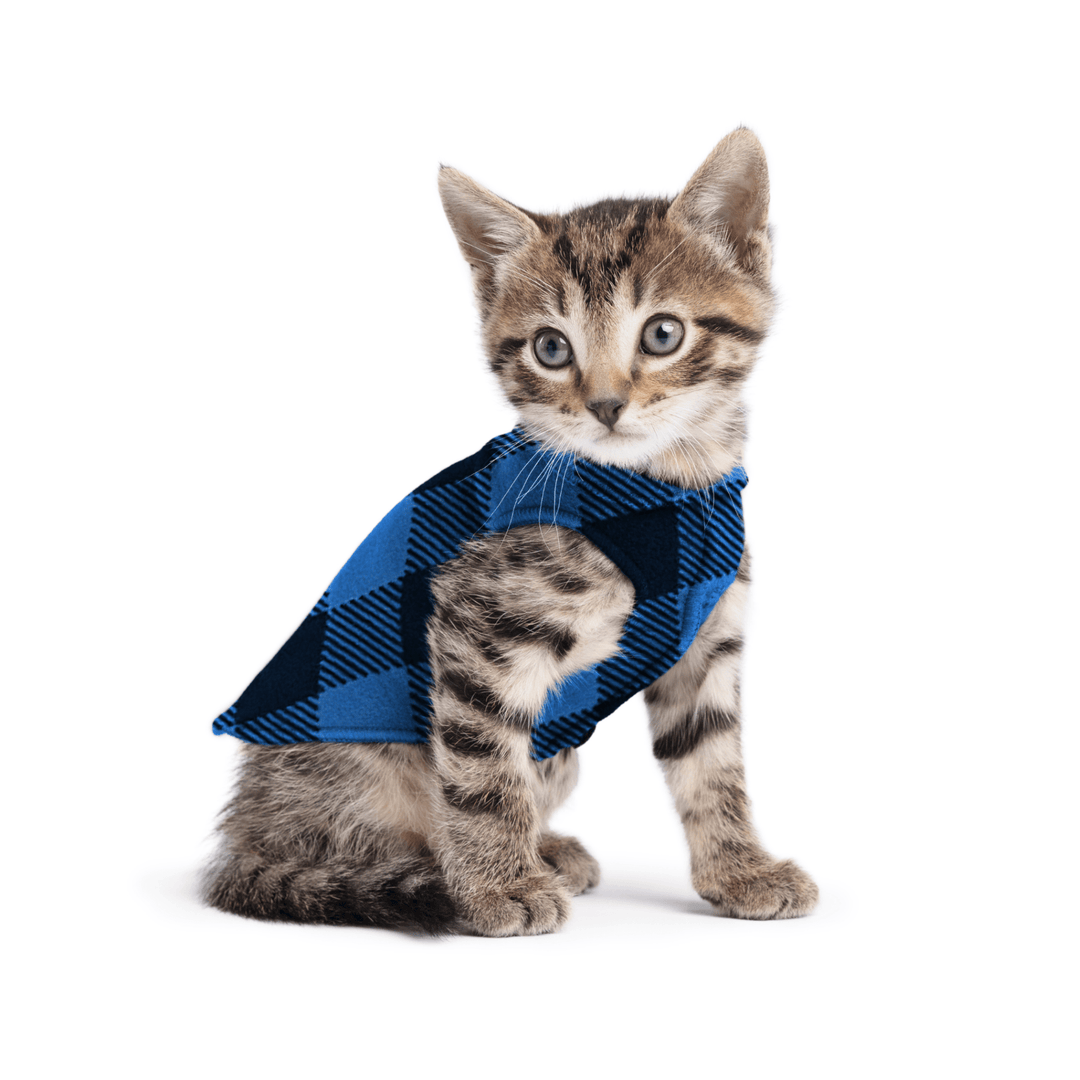 A kitten sitting wearing a cobalt and black buffalo check stretch fleece on a white background