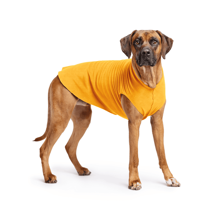 Rhodesian Ridgeback is standing wearing a Cheddar Stretch Fleece in front of a white background