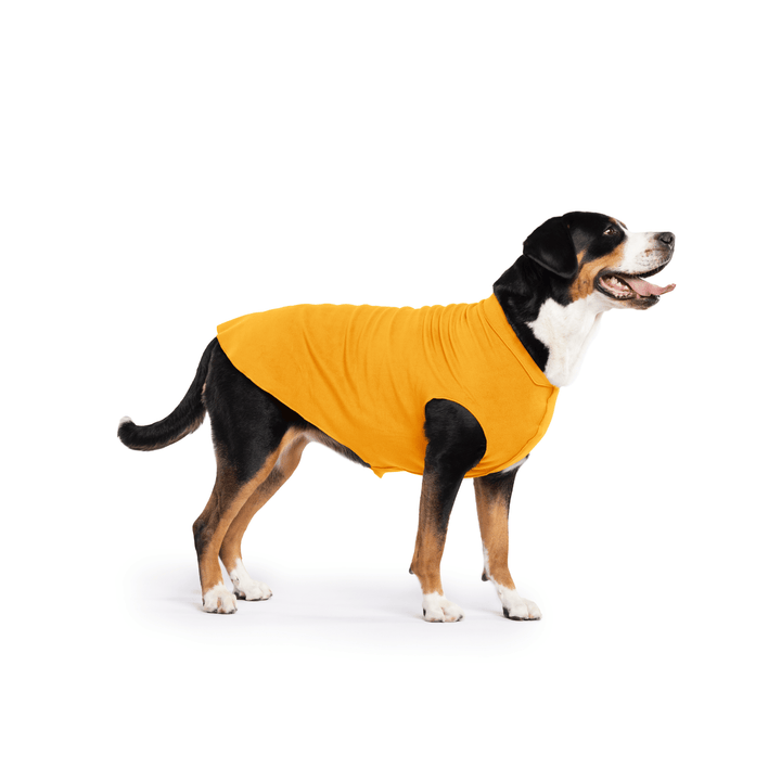 Greater Swiss Mountain Dog is standing wearing a Cheddar Stretch Fleece in front of a white background