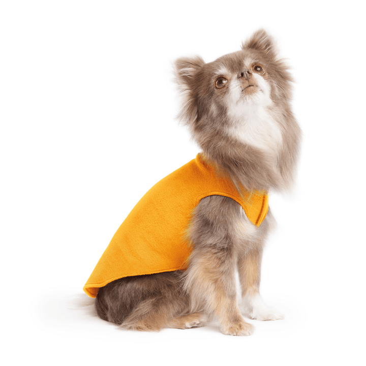 Chihuahua is sitting wearing a Cheddar Stretch Fleece in front of a white background