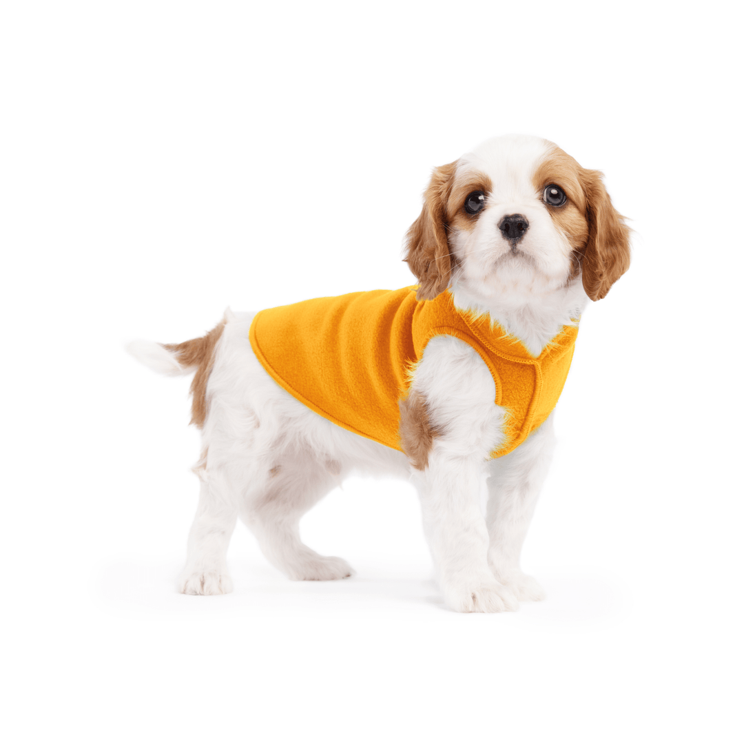 Puppy is standing wearing a Cheddar Stretch Fleece in front of a white background