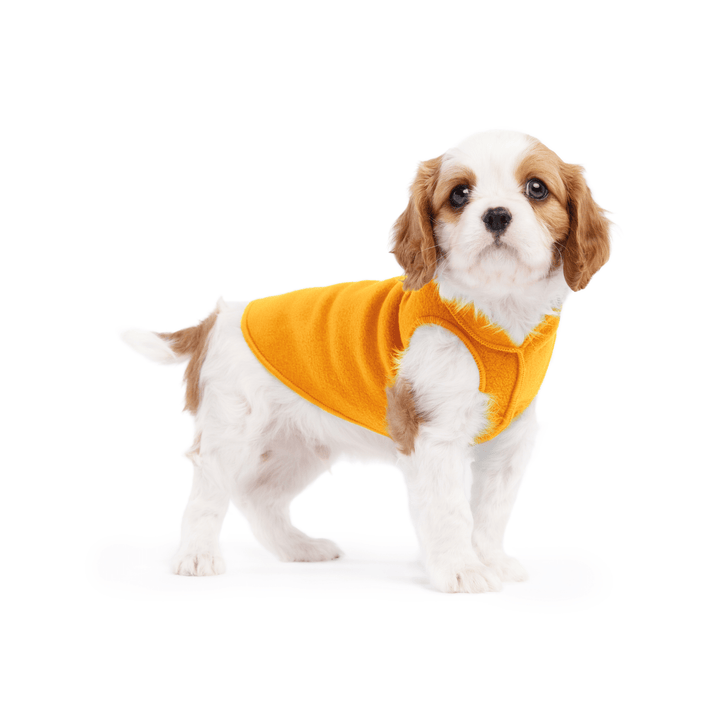 Puppy is standing wearing a Cheddar Stretch Fleece in front of a white background