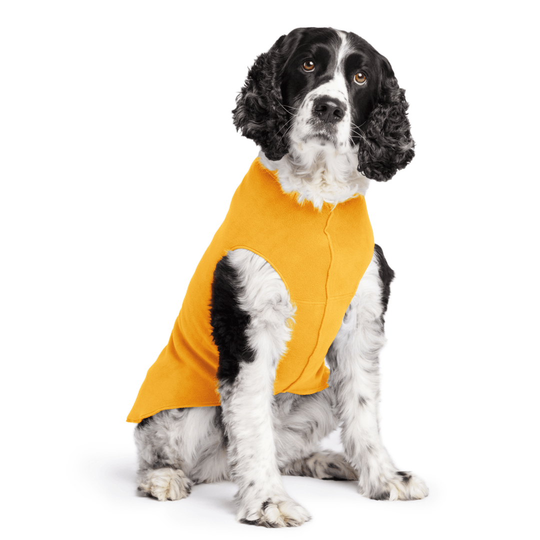 Springer Spaniel is sitting wearing a Cheddar Stretch Fleece in front of a white background