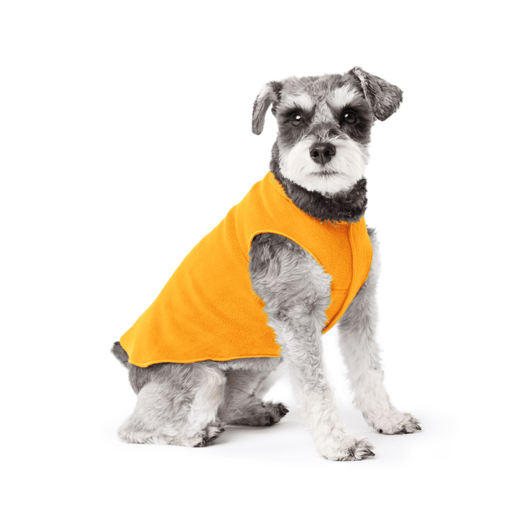 Mini Schnauzer is standing wearing a Cheddar Stretch Fleece in front of a white background