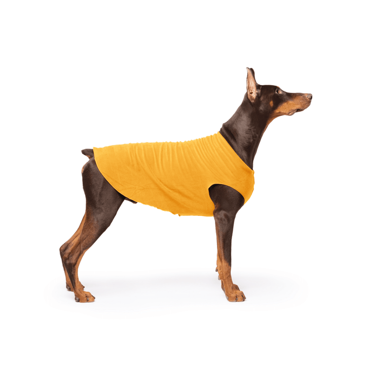Doberman is standing wearing a Cheddar Stretch Fleece in front of a white background