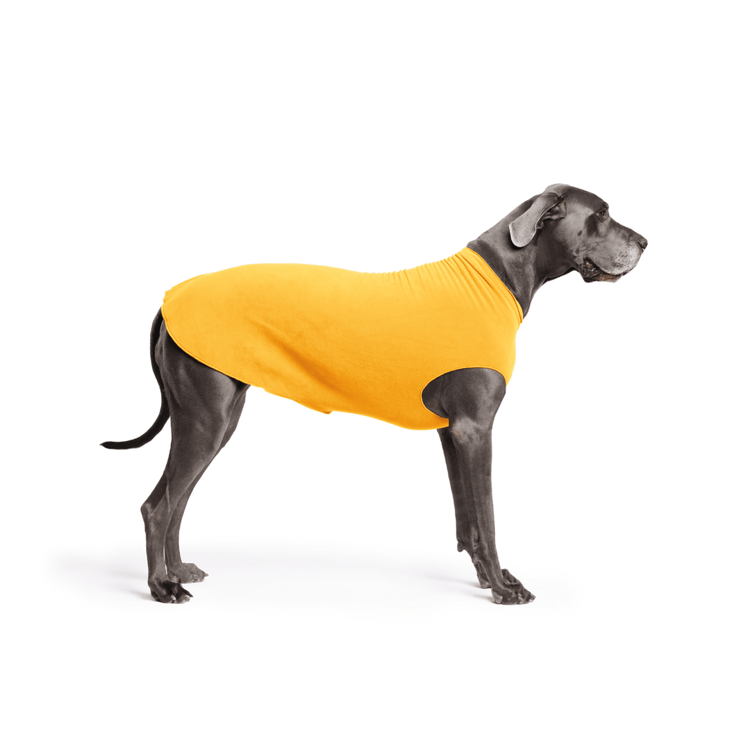 Great Dane is standing wearing a Cheddar Stretch Fleece in front of a white background