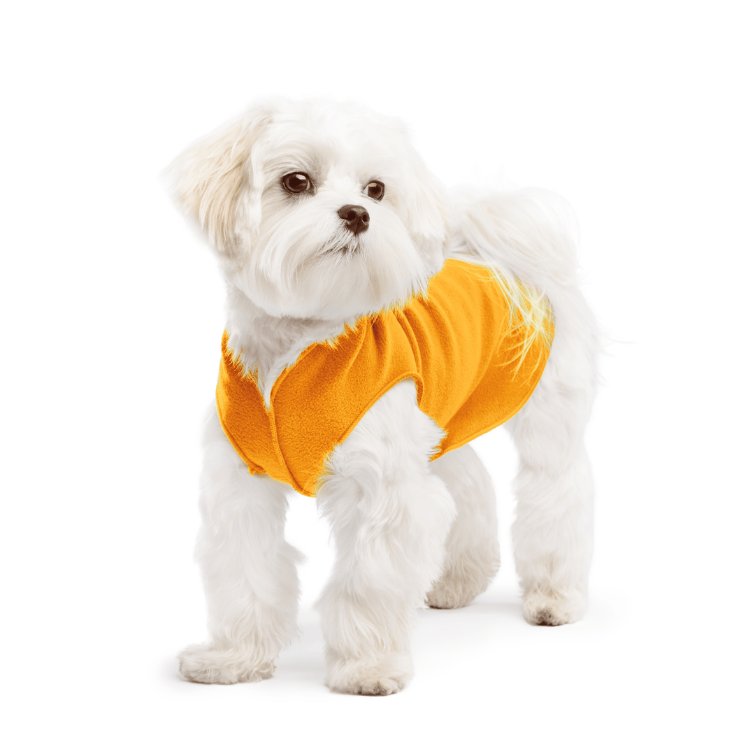 Maltese is standing wearing a Cheddar Stretch Fleece in front of a white background