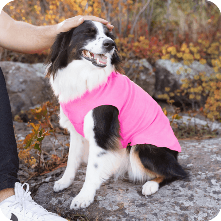 Dog wearing a hot pink stretch fleece sitting outdoors with autumn foliage in the background