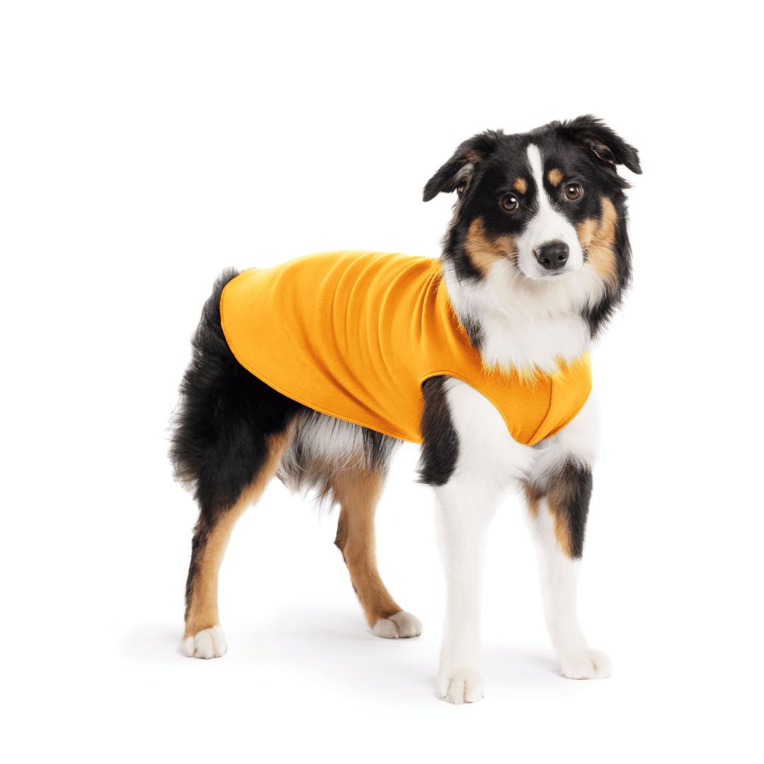 Mini American Shepherd is standing wearing a Cheddar Stretch Fleece in front of a white background
